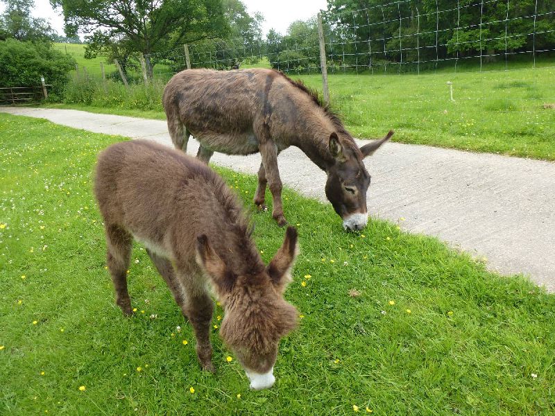 Bush Farm Bison Centre — photo 4